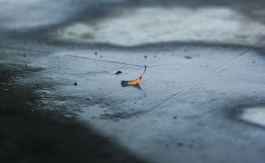 leaf, a leaf, orange blue, stand out, bright leaf, selective focus HD wallpaper