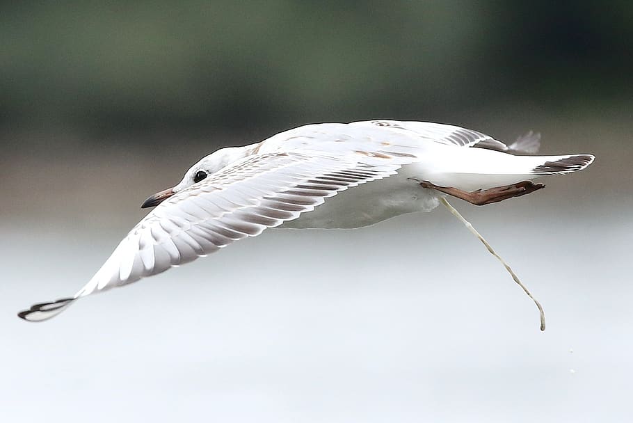 bird, wing, feather, nature, animal world, flight, wader, waters HD wallpaper