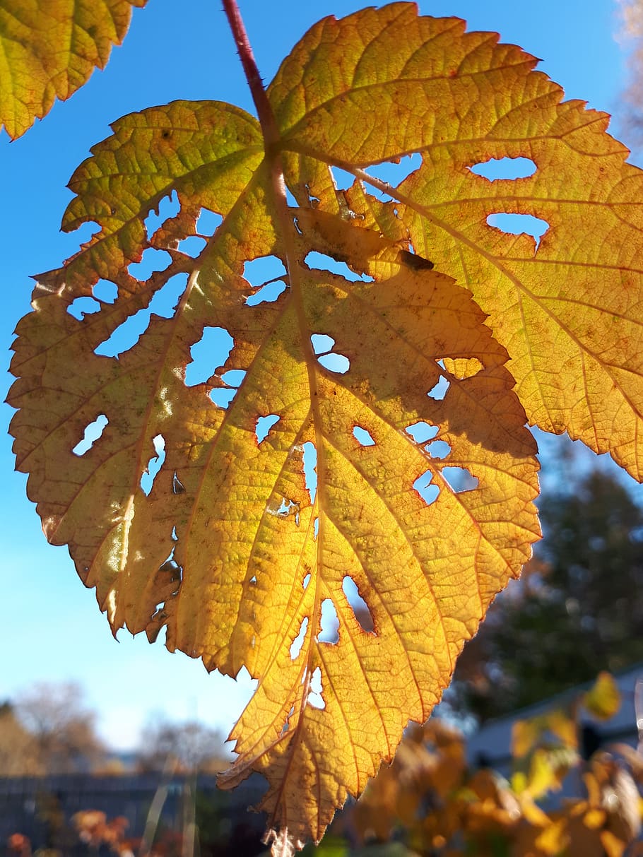 sheet, autumn, yellow, sky, macro, sun, plant, nature, close-up HD wallpaper