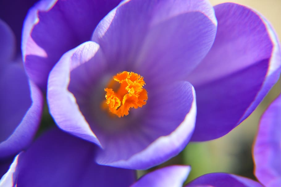 flower, crocus, spring, nature, plants, violet, garden, colorful HD wallpaper