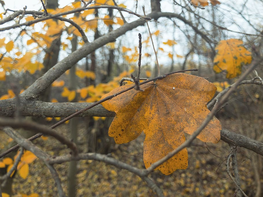 daylight, forest, nature, outside, colors, leafs, autumn, fall HD wallpaper