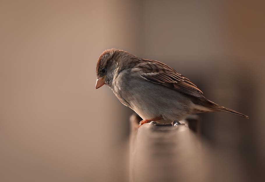 bird, kuş, serçe, macro, kuşlar, birds, vahşi, wild, nature HD wallpaper