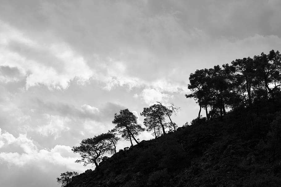 tree, trees, mountain, taylor, landscape, black and white, dramatic HD wallpaper