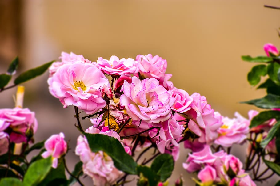 roses, lindas, beautiful, flower, flowering plant, pink color HD wallpaper