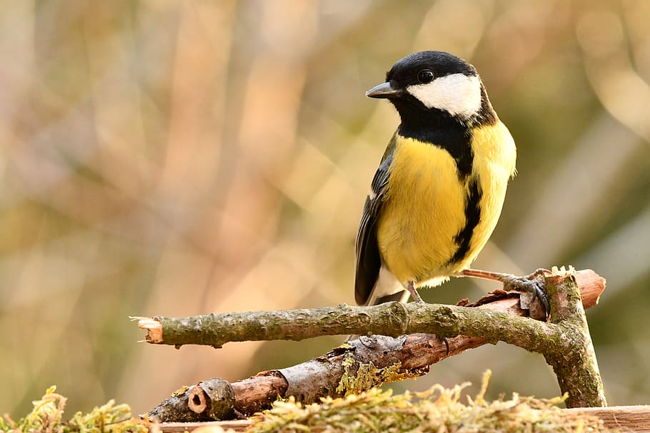 titmouse, bird, forest, nature, yellow, birdwatching, animal wildlife HD wallpaper