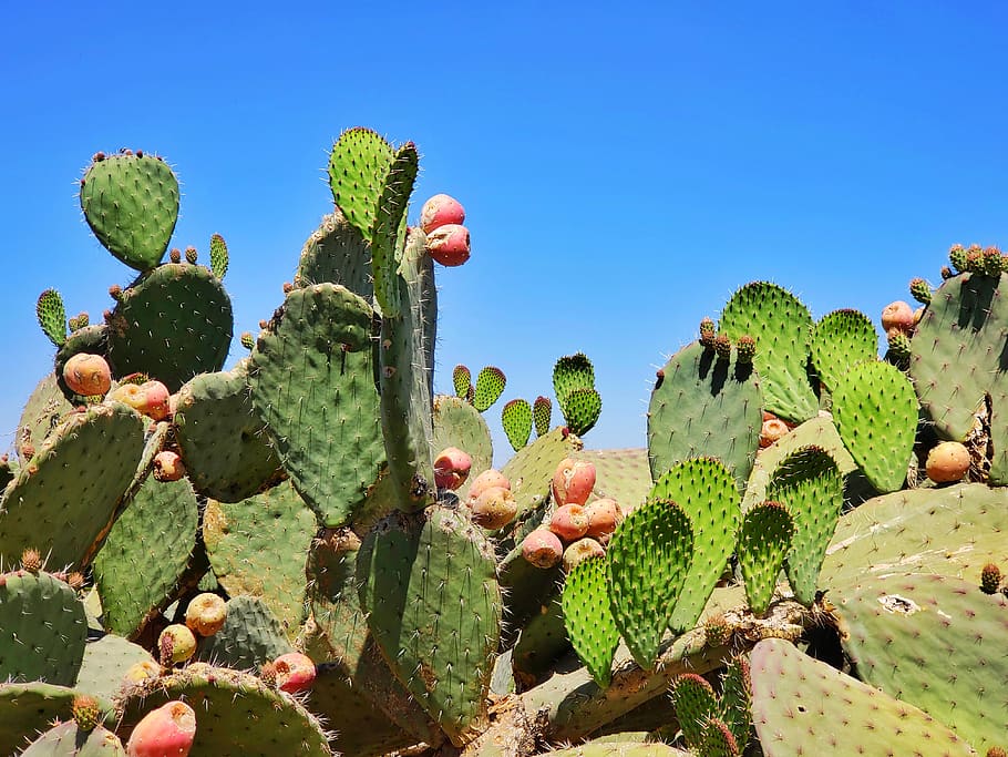 green cactus plants, flora, san juan teotihuacán, cielo, woodland, HD wallpaper