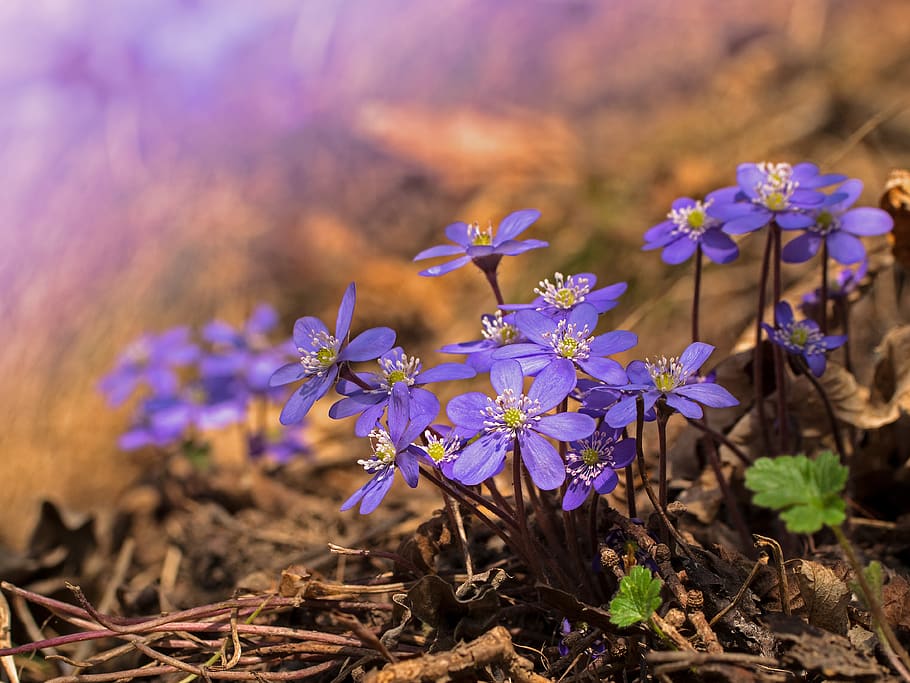 hepatica, hepatica nobilis, early bloomer, spring flower, wild plant, HD wallpaper