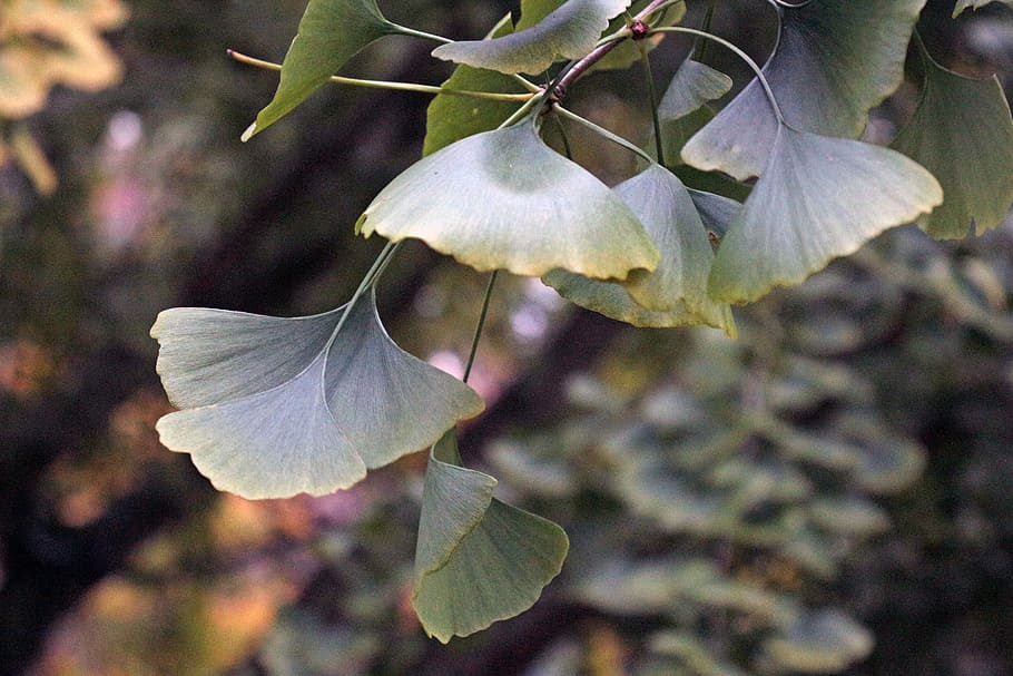 Leaves of a ginkgo tree., ginkgo biloba, ginkgo leaf, leaf pictures, HD wallpaper