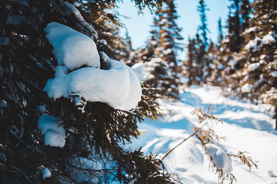trees and snowfield, plant, animal, bird, abies, fir, fish, conifer HD wallpaper