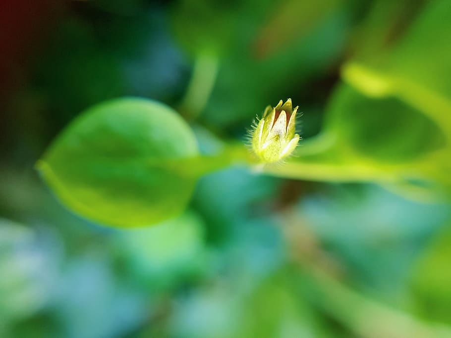 india, jind, growth, plant, beauty in nature, fragility, close-up HD wallpaper