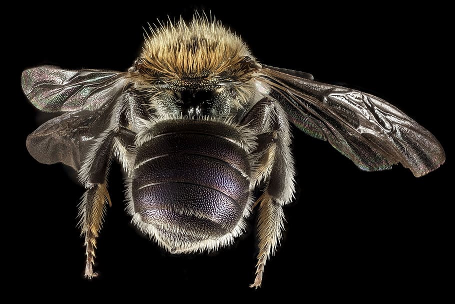 Brown and Black Bee, bug, close up, insect, pollinator, wildlife HD wallpaper