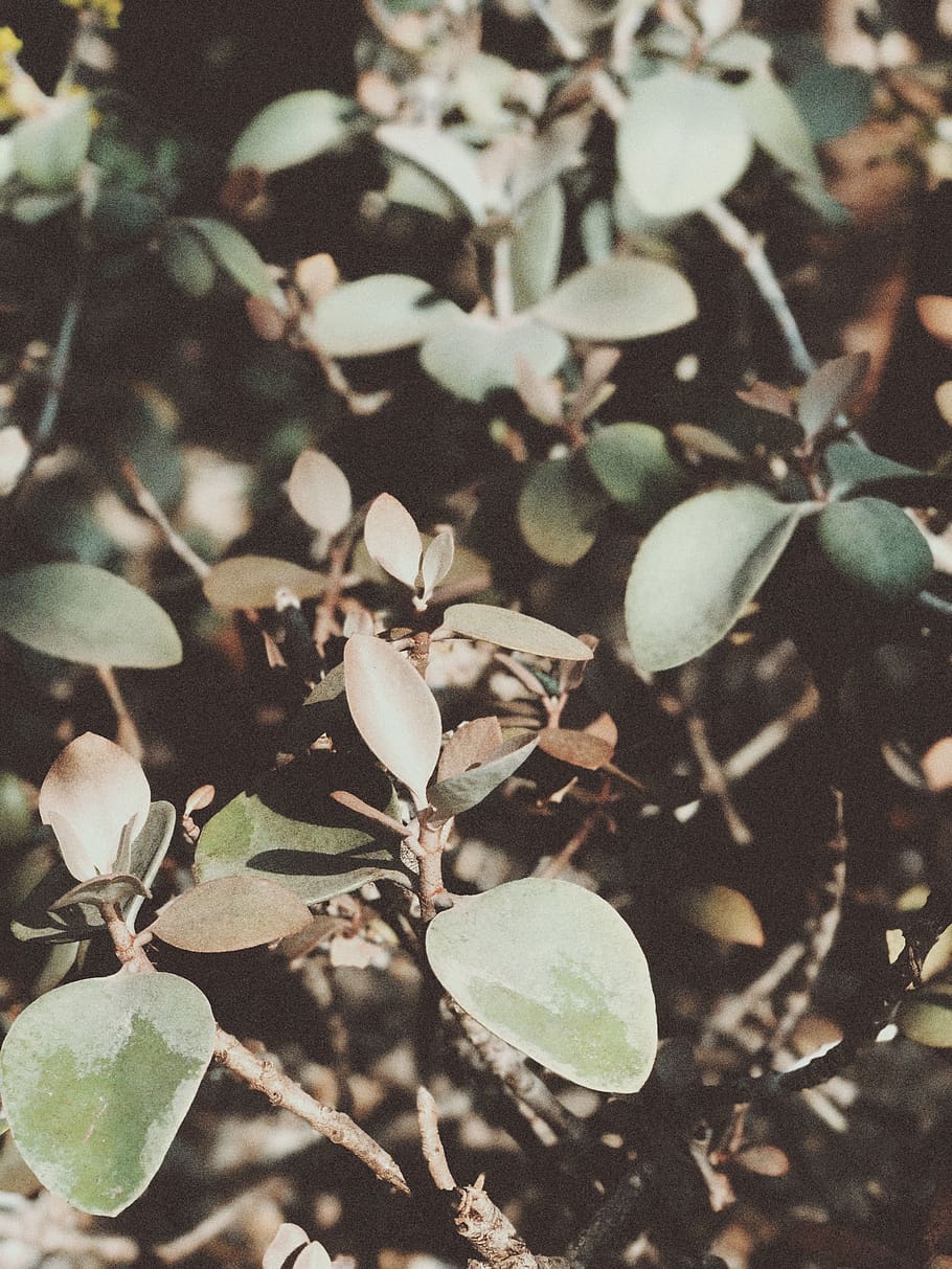 green leafed plant, blossom, flower, acanthaceae, united states HD wallpaper