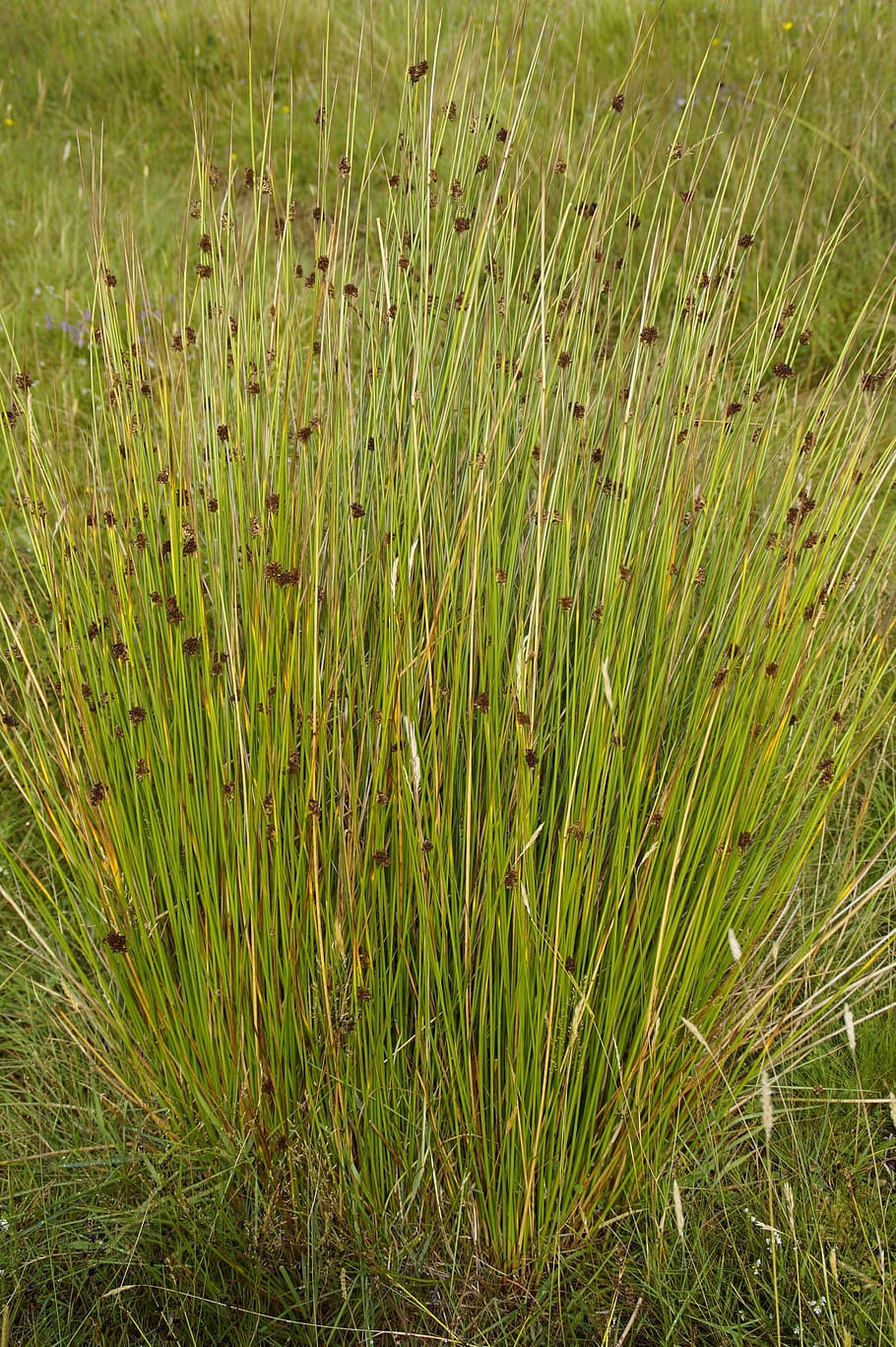 grass, tufts, tufts of grass, plant, flora, green, texture, HD wallpaper