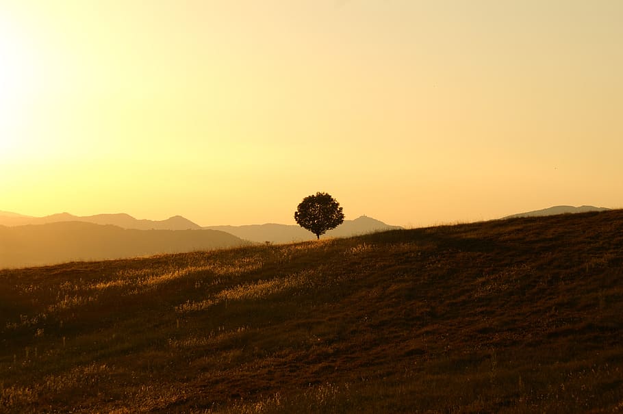 Green Tree on Brown Grass Field, hill, landscape, mountains, nature HD wallpaper