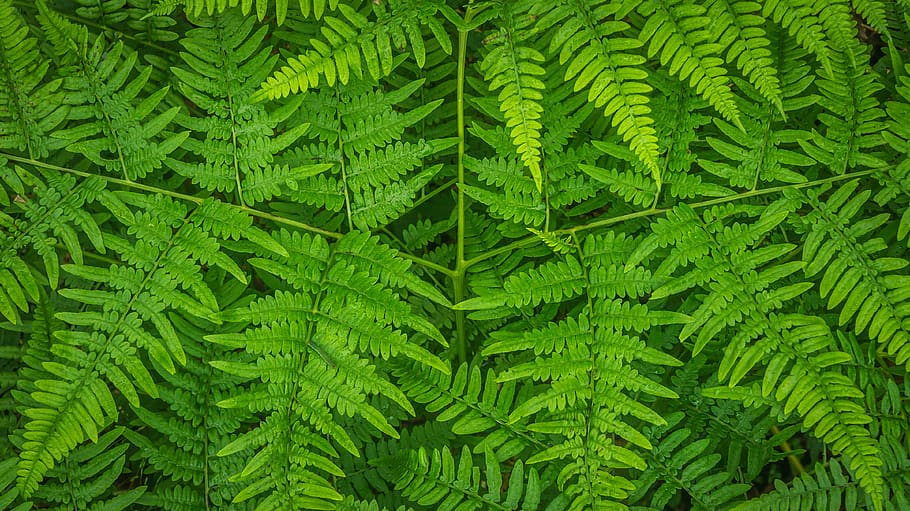 bracken, plants, nature, leaf, green, fern, fresh, forest, summer HD wallpaper