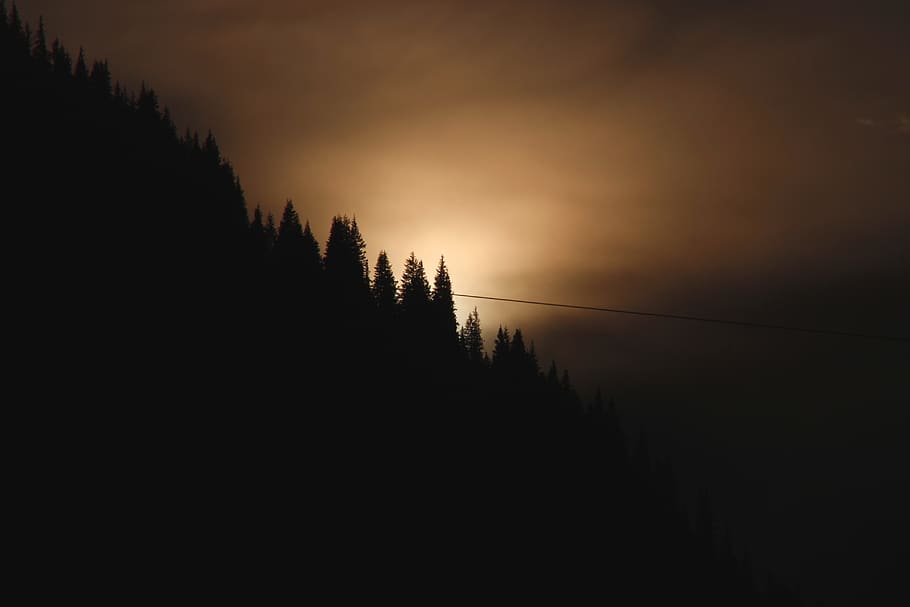 forest during sunset, sky, nature, outdoors, sunrise, tree, dawn HD wallpaper