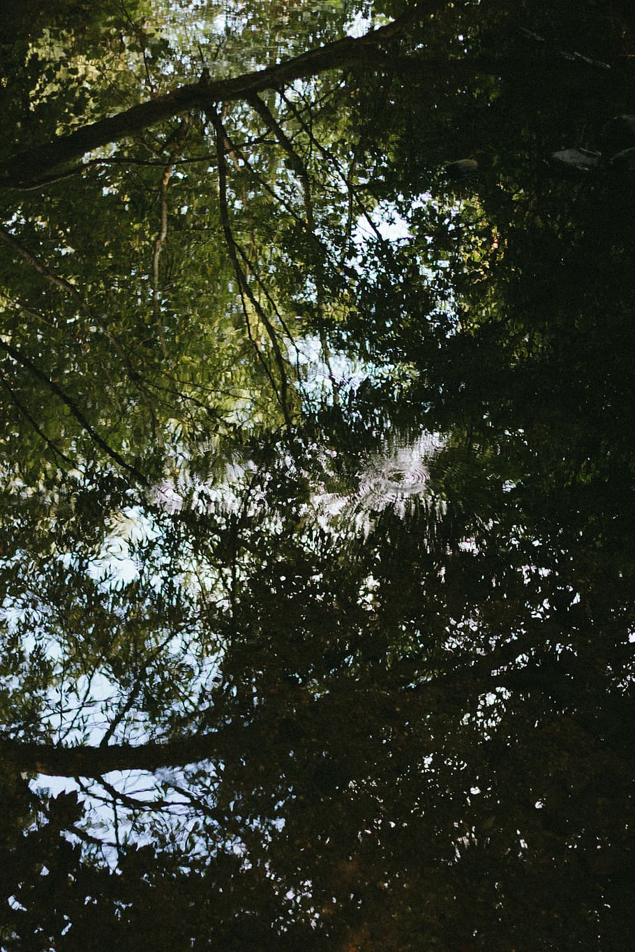 united kingdom, wolverhampton, river, reflection, forest, droplet, HD wallpaper