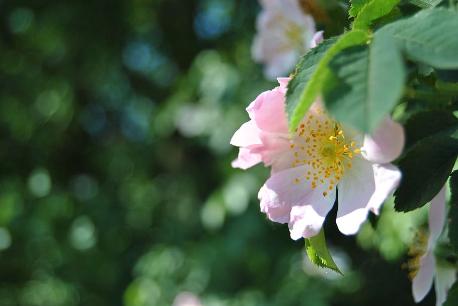 cherry, flower, spring, pink, tree, branch, nature, flowering HD wallpaper