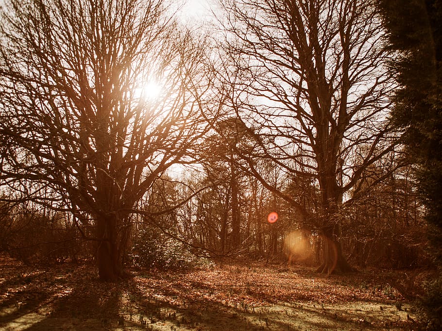 Leafless Trees in Woods, colors, countryside, environment, fall HD wallpaper