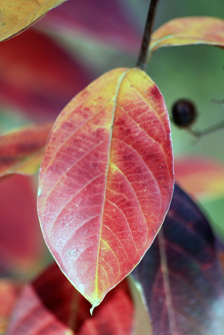 leaf, leaves, fall, nature, autumn, relax, colorful, forest HD wallpaper