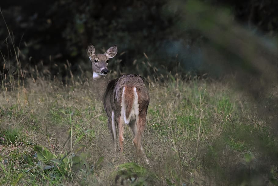 brown deer, wildlife, animal, mammal, antelope, grass, field HD wallpaper