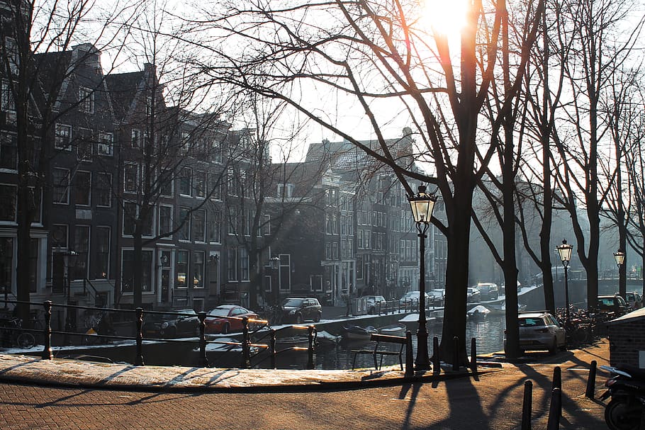 netherlands, amsterdam, sun, trees, sunlight, spring, winter HD wallpaper