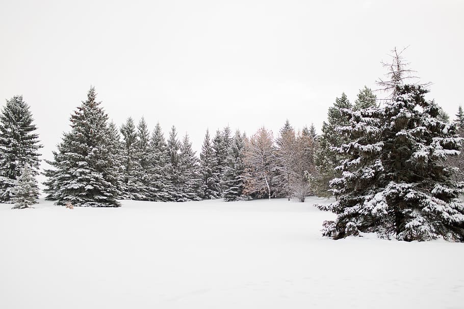 trees surrounded by snow, winter, cold temperature, plant, tranquility HD wallpaper