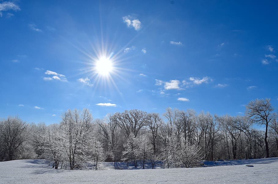 snow, winter, frost, forest, trees, ice, cold, nature, landscape HD wallpaper