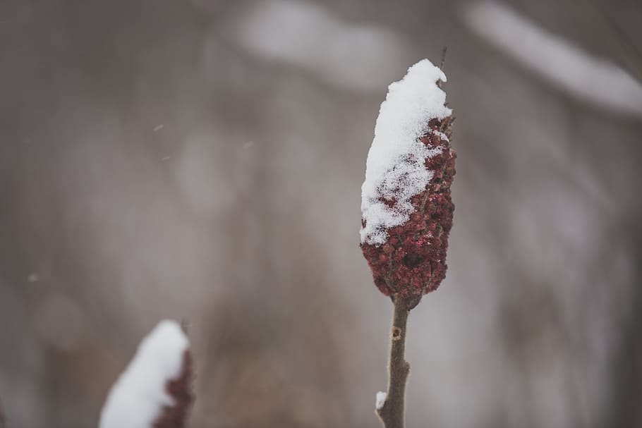 Close up of a snow covered sumac branch with blurred background HD wallpaper