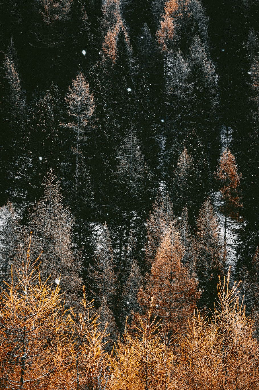 brown trees during daytime, plant, no people, tranquility, growth HD wallpaper