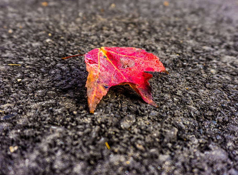 fall, maple tree, red maple, autum, leaf, color, close-up, no people HD wallpaper