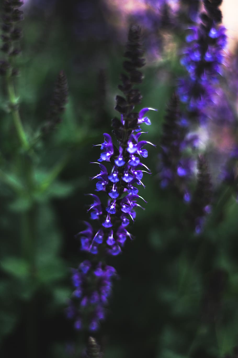 flower, flowering plant, purple, fragility, vulnerability, beauty in nature HD wallpaper