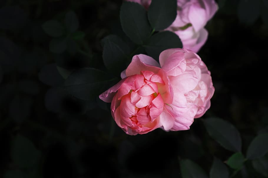 pink-petaled flower, blossom, plant, geranium, peony, rose, depth HD wallpaper