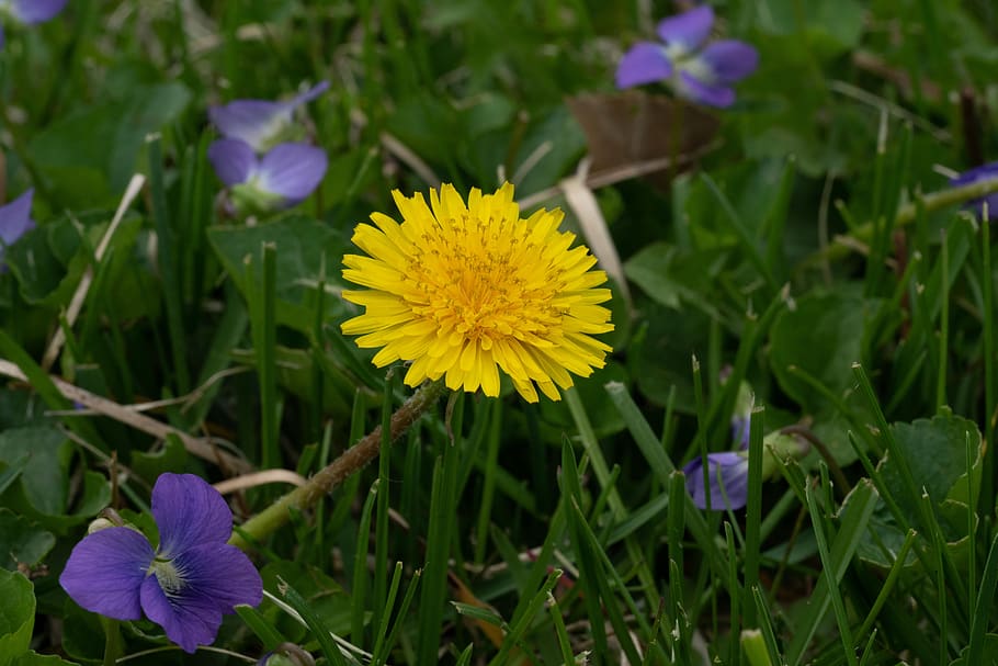 dandelion, grass, weed, nature, spring, flower, yellow, flowering plant HD wallpaper