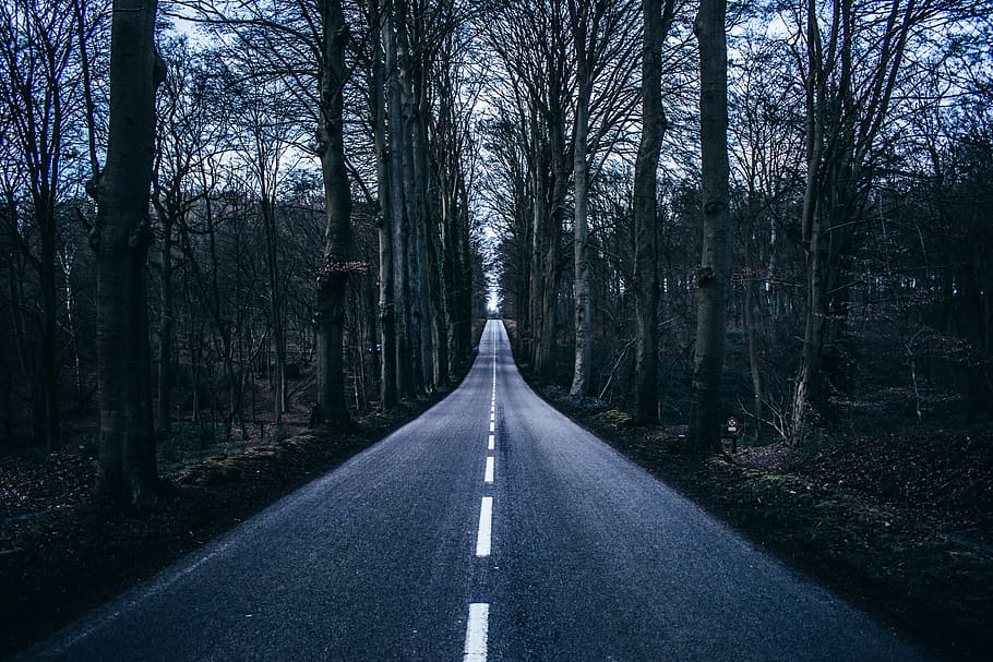 Empty Road in Middle of Trees, bare tree, dawn, environment, forest HD wallpaper