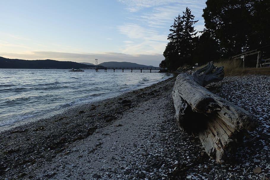 shore, wood, tree, fallen, beach, sea, water, running, flow HD wallpaper