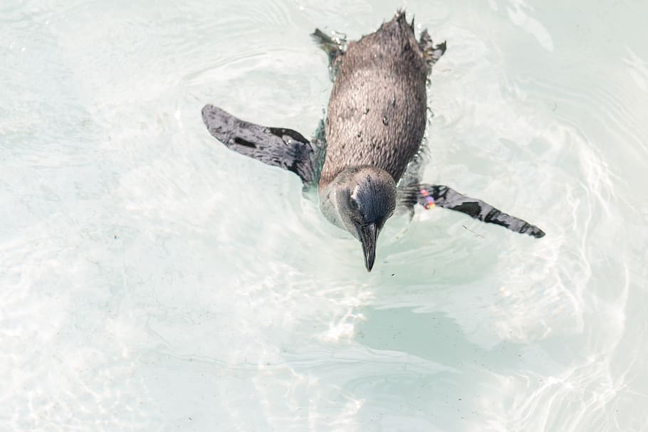 penguin swimiing, animal, beak, bird, water, booby, baby, zoo HD wallpaper