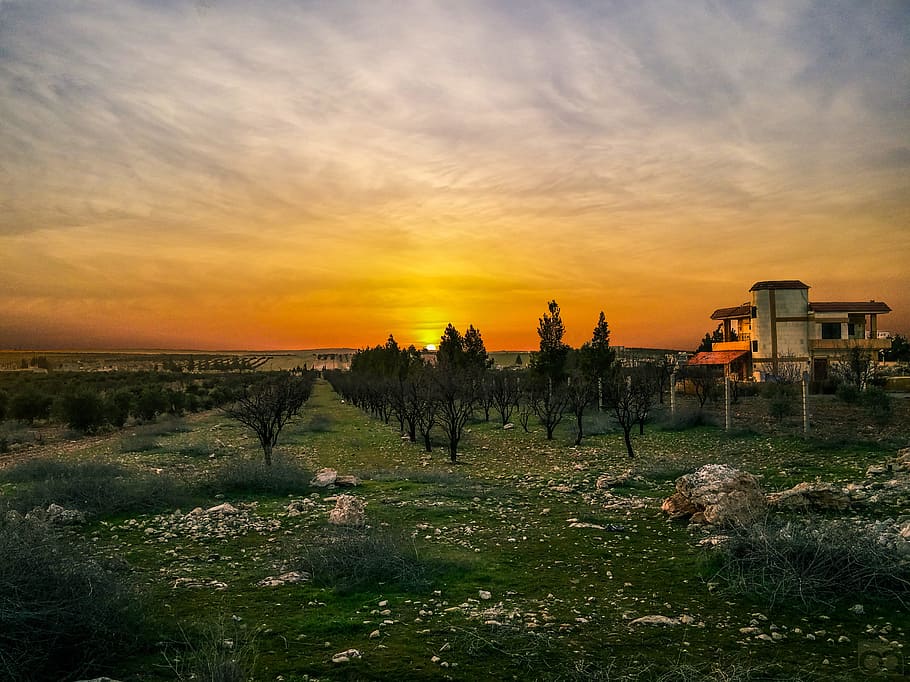 Trees Under the Sunset, clouds, countryside, dramatic sky, dusk HD wallpaper
