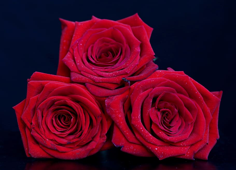 rose, red, flower, three, plant, romantic, rose - flower, studio shot HD wallpaper