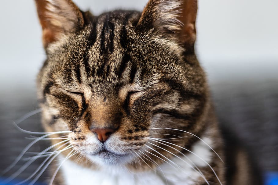 brown tabby cat, mammal, animal, pet, manx, abyssinian, cat whiskers HD wallpaper