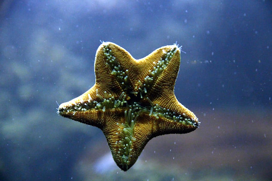 starfish, inside, legs, aquarium, creeps, water, underwater, HD wallpaper