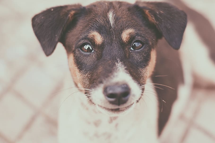 Close-Up Photography of a Dog, adorable, animal, animal photography, HD wallpaper