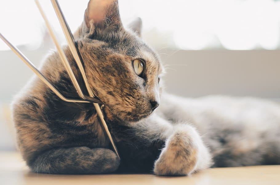 mammal, animal themes, domestic, pets, one animal, cat, domestic animals HD wallpaper