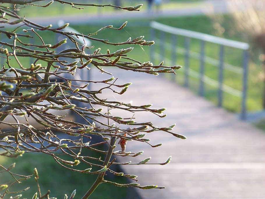 germany, trier, martin-schunck-straße, tree, bridge, spring HD wallpaper