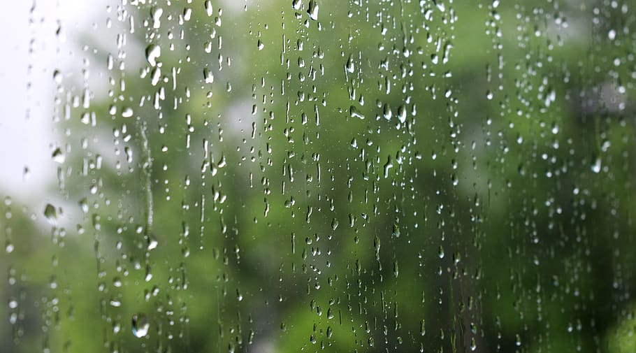 plant, tree, droplet, glass, green, wallpaper, raindrops, background