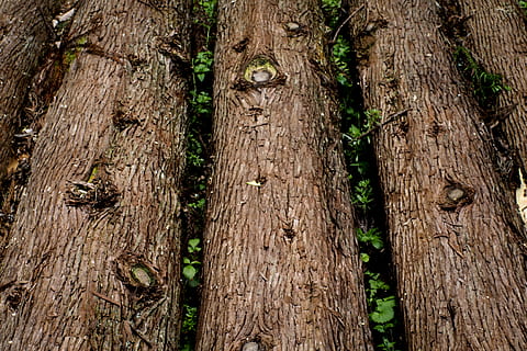 plant, tree, tree trunk, wood, redwood, botany, nature, root HD wallpaper