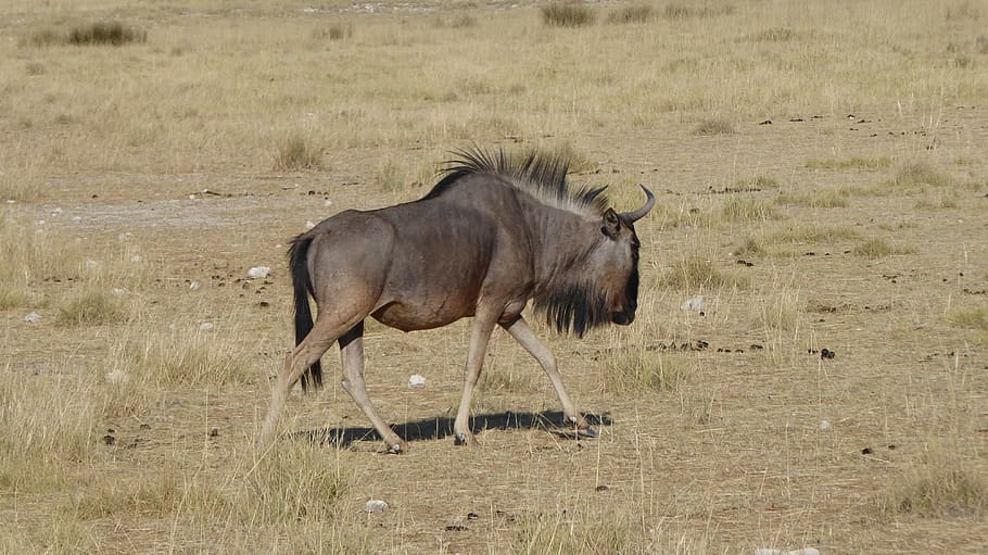 namibia, gnu, nature, africa, tourism, travel, animal world HD wallpaper