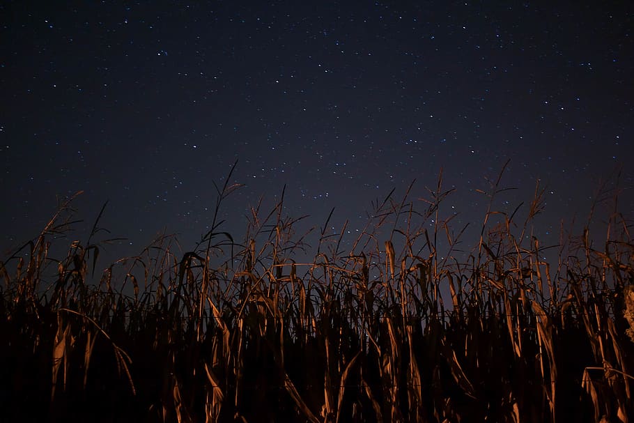 brown grass during night time, nature, outdoors, outer space HD wallpaper
