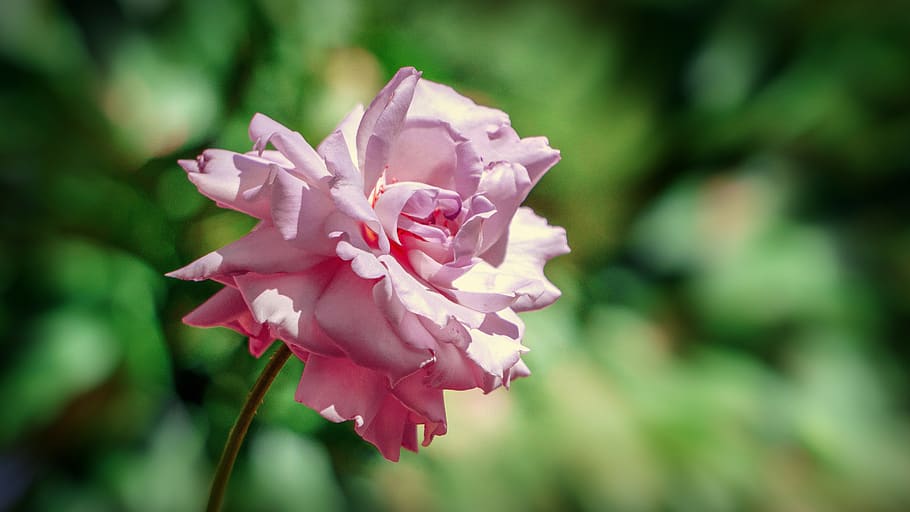 rosa, flower, flora, romantic, beauty, petal, floral, spring HD wallpaper