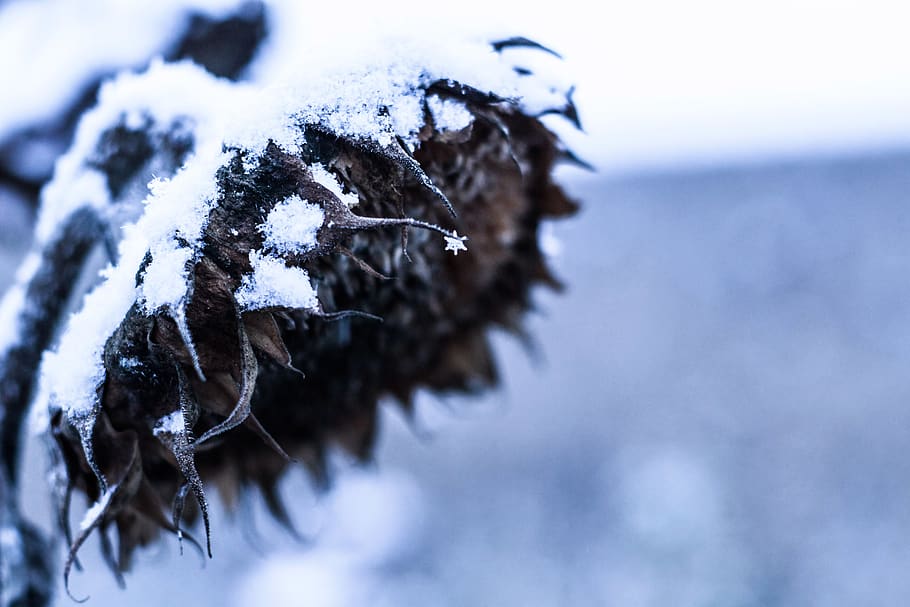 sunflower, snow, snowflake, field, winter, cold temperature HD wallpaper